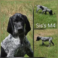 Sis's M4, a male German Shorthaired Pointer for sale in San Angelo, TX – Photo 2 of 3