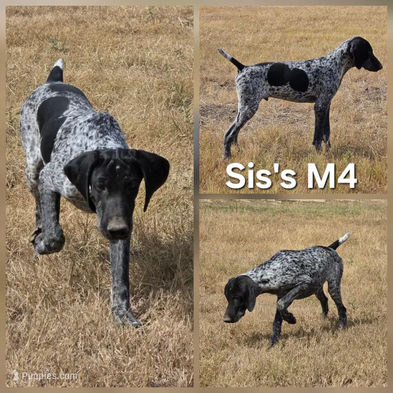 Sis's M4, a male German Shorthaired Pointer for sale in San Angelo, TX – Photo 1 of 3