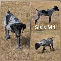 Sis's M4, a male German Shorthaired Pointer for sale in San Angelo, TX – Photo 1 of 3