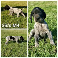 Sis's M4, a male German Shorthaired Pointer for sale in San Angelo, TX – Photo 3 of 3
