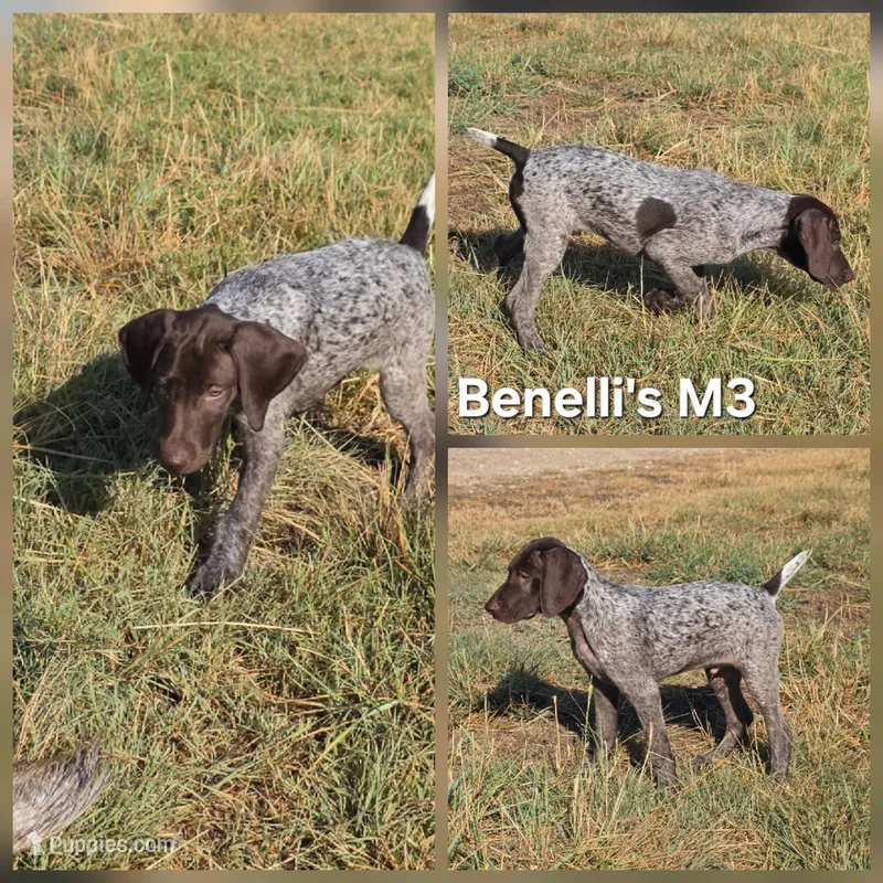 Benelli's M3 – German Shorthaired Pointer puppy for sale in San Angelo, TX