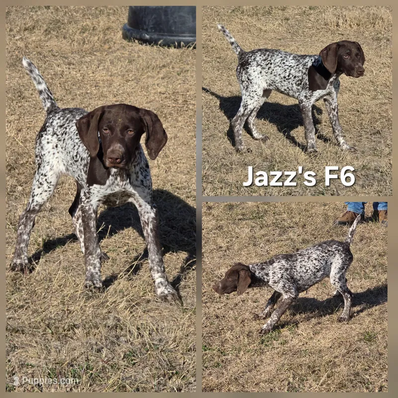 Jazz's F6