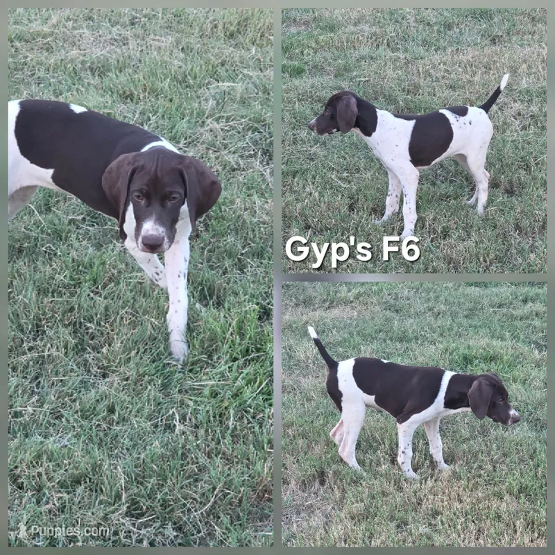 Gyp's F6 – German Shorthaired Pointer puppy for sale in San Angelo, TX