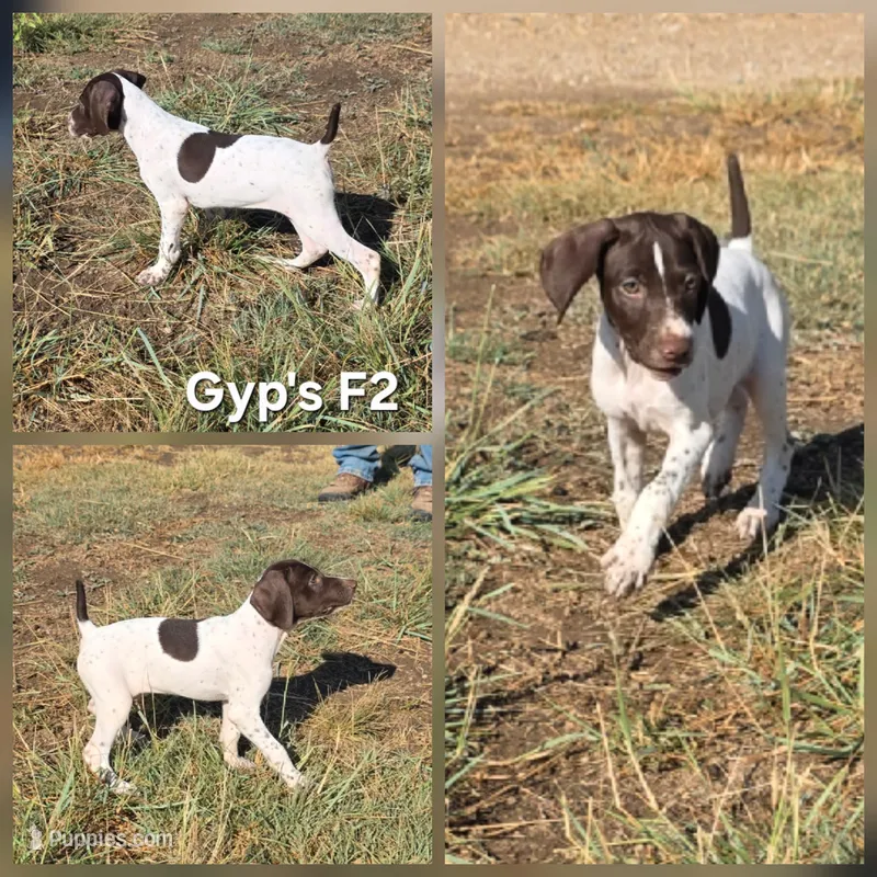 Gyp's F2 – German Shorthaired Pointer puppy for sale in San Angelo, TX