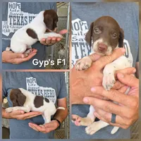 Gyp's F1, a female German Shorthaired Pointer for sale in San Angelo, TX – 2 of 2