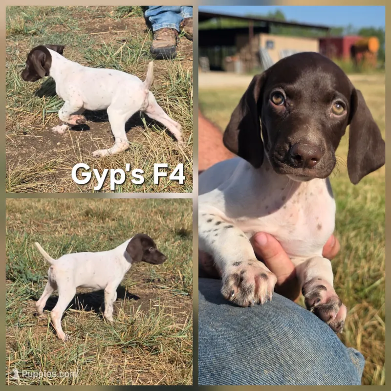 Gyp's F4 – German Shorthaired Pointer puppy for sale in San Angelo, TX