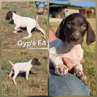 Gyp's F4, a female German Shorthaired Pointer for sale in San Angelo, TX – 1 of 2