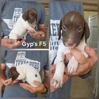 Gyp's F5, a female German Shorthaired Pointer for sale in San Angelo, TX – 2 of 2