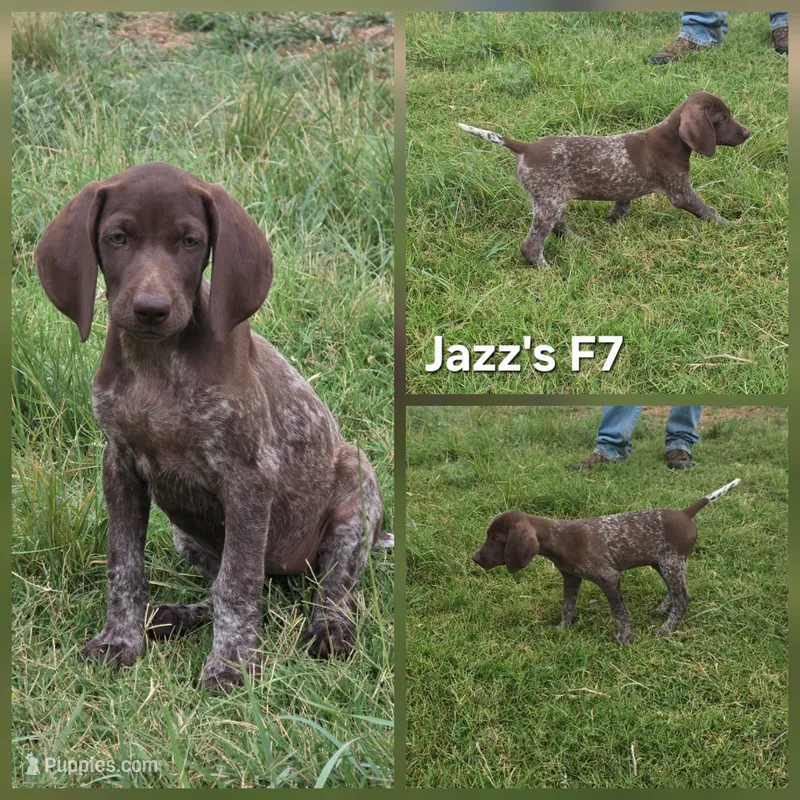 Jazz's F7 – German Shorthaired Pointer puppy for sale in San Angelo, TX