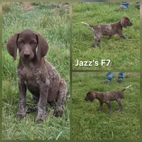 Jazz's F7, a female German Shorthaired Pointer for sale in San Angelo, TX – 1 of 2