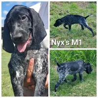 Nyx's M1, a male German Shorthaired Pointer for sale in San Angelo, TX – Photo 1 of 4