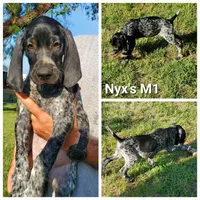 Nyx's M1, a male German Shorthaired Pointer for sale in San Angelo, TX – Photo 2 of 4