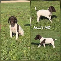 Jazz's M2, a male German Shorthaired Pointer for sale in San Angelo, TX – 2 of 2