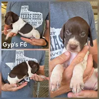 Gyp's F6, a female German Shorthaired Pointer for sale in San Angelo, TX – 2 of 2