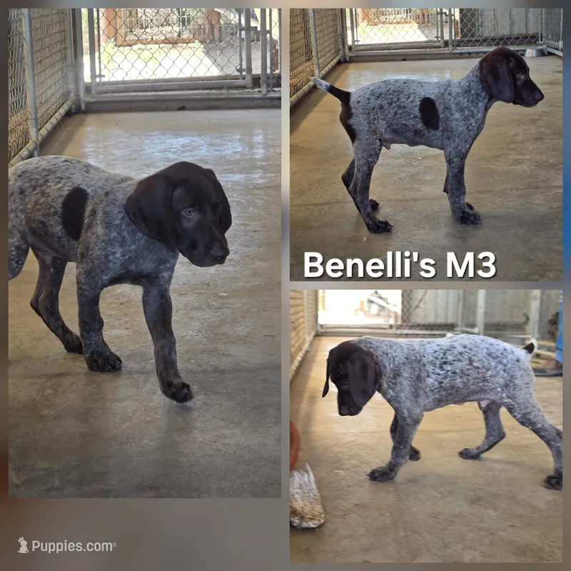 Benelli's M3 – German Shorthaired Pointer puppy for sale in San Angelo, TX