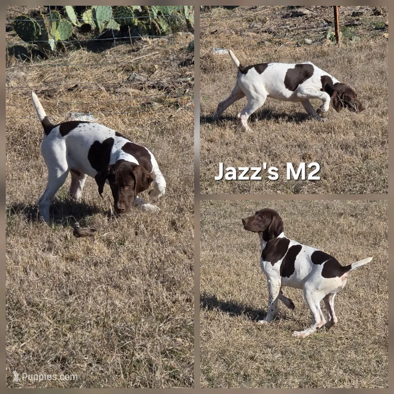 Jazz's M2