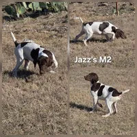 Jazz's M2, a male German Shorthaired Pointer for sale in San Angelo, TX – 1 of 1