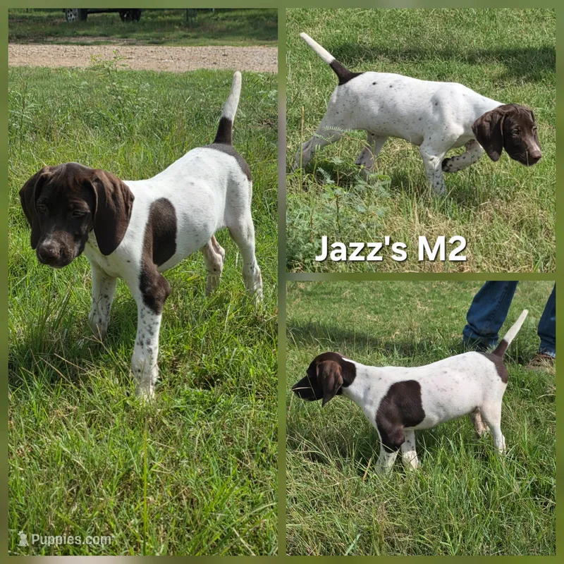Jazz's M2 – German Shorthaired Pointer puppy for sale in San Angelo, TX