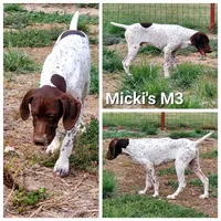 BB Micki's M3, a male German Shorthaired Pointer for sale in San Angelo, TX – Photo 3 of 5