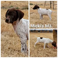 BB Micki's M3, a male German Shorthaired Pointer for sale in San Angelo, TX – Photo 5 of 5
