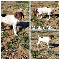 BB Micki's M3, a male German Shorthaired Pointer for sale in San Angelo, TX – Photo 4 of 5