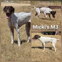 BB Micki's M3, a male German Shorthaired Pointer for sale in San Angelo, TX – Photo 2 of 5