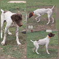 BB Micki's M3, a male German Shorthaired Pointer for sale in San Angelo, TX – Photo 1 of 5