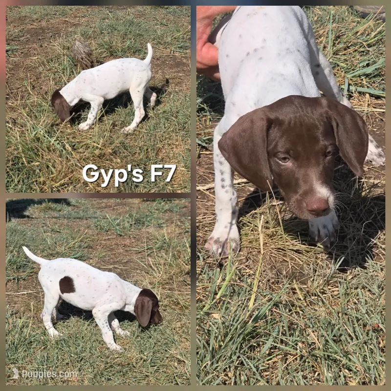 Gyp's F7 – German Shorthaired Pointer puppy for sale in San Angelo, TX