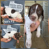 Gyp's F2, a female German Shorthaired Pointer for sale in San Angelo, TX – 2 of 2