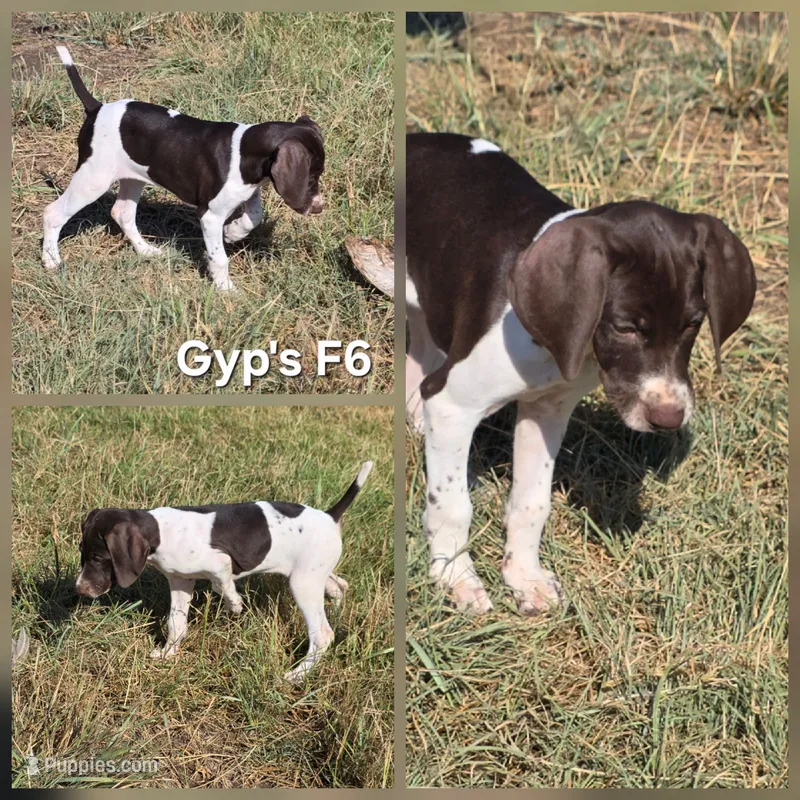Gyp's F6 – German Shorthaired Pointer puppy for sale in San Angelo, TX