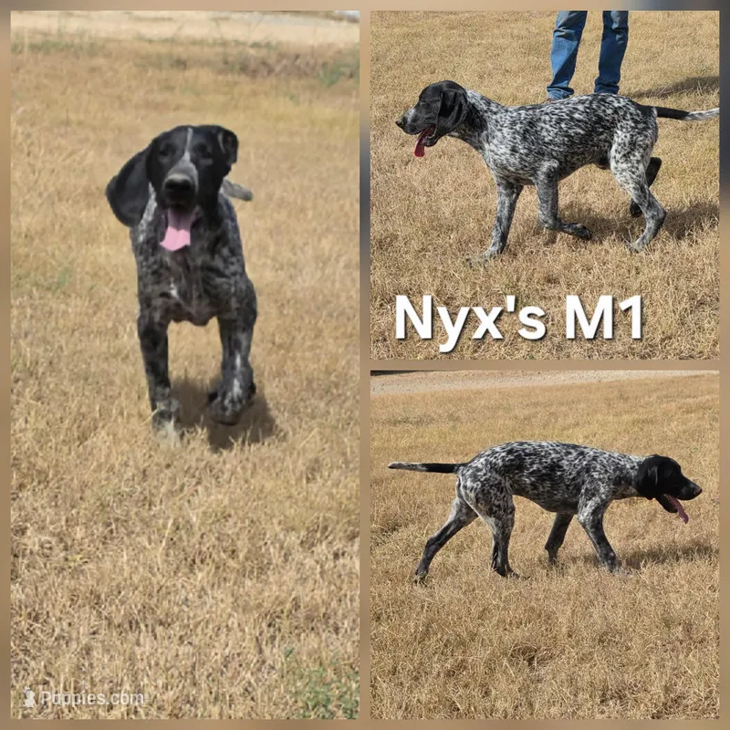 Nyx's M1