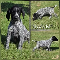 Nyx's M1, a male German Shorthaired Pointer for sale in San Angelo, TX – Photo 3 of 3