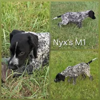 Nyx's M1, a male German Shorthaired Pointer for sale in San Angelo, TX – Photo 2 of 3