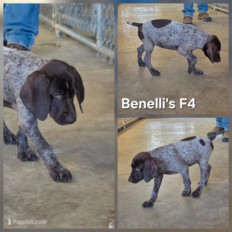 Benelli's F4 – German Shorthaired Pointer puppy for sale in San Angelo, TX