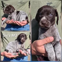 Sis's M3, a male German Shorthaired Pointer for sale in San Angelo, TX – Photo 2 of 2