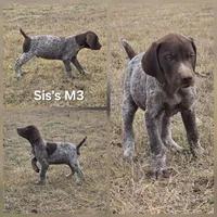 Sis's M3, a male German Shorthaired Pointer for sale in San Angelo, TX – Photo 1 of 2