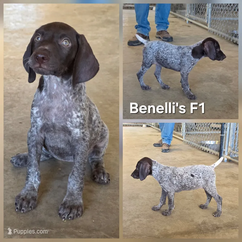 Benelli's F1 – German Shorthaired Pointer puppy for sale in San Angelo, TX