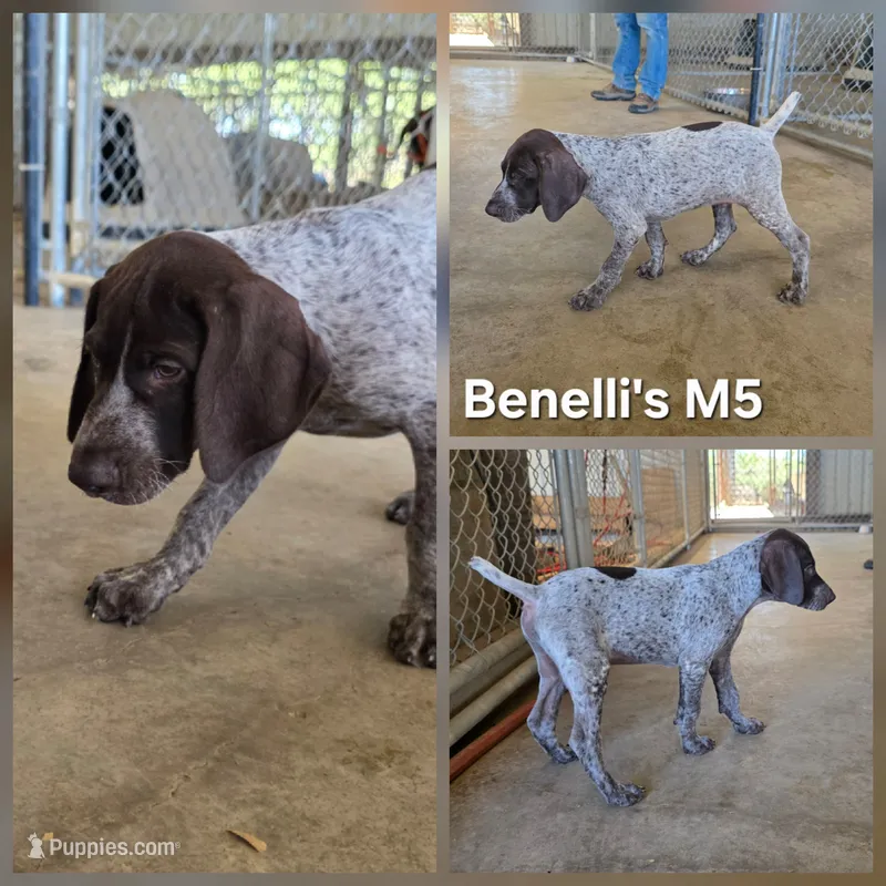 Benelli's M5 – German Shorthaired Pointer puppy for sale in San Angelo, TX