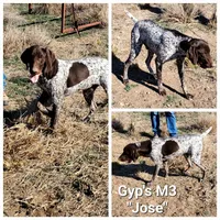 Gyp's M3, a male German Shorthaired Pointer for sale in San Angelo, TX – Photo 1 of 3