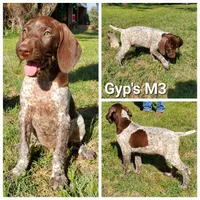 Gyp's M3, a male German Shorthaired Pointer for sale in San Angelo, TX – Photo 3 of 3