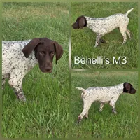 Benelli's M3, a male German Shorthaired Pointer for sale in San Angelo, TX – Photo 2 of 3