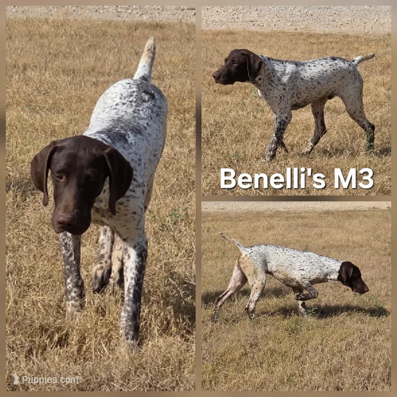 Benelli's M3, a male German Shorthaired Pointer for sale in San Angelo, TX – Photo 1 of 3