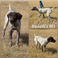 Benelli's M1, a male German Shorthaired Pointer for sale in San Angelo, TX – Photo 1 of 3