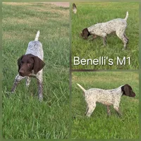 Benelli's M1, a male German Shorthaired Pointer for sale in San Angelo, TX – Photo 2 of 3