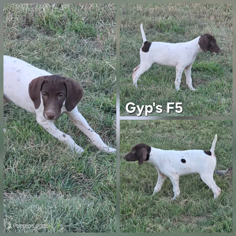 Gyp's F5 – German Shorthaired Pointer puppy for sale in San Angelo, TX