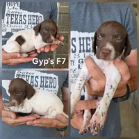 Gyp's F7, a female German Shorthaired Pointer for sale in San Angelo, TX – 2 of 2