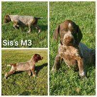Sis's M3, a male German Shorthaired Pointer for sale in San Angelo, TX – Photo 3 of 3