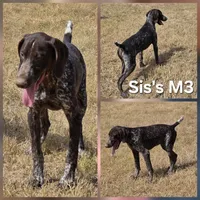Sis's M3, a male German Shorthaired Pointer for sale in San Angelo, TX – Photo 1 of 3