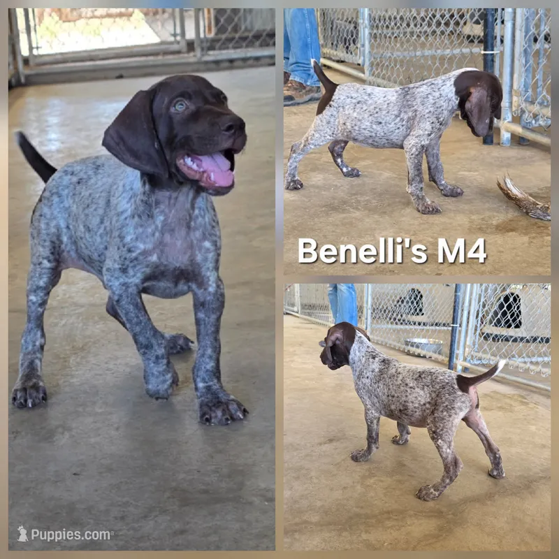 Benelli's M4 – German Shorthaired Pointer puppy for sale in San Angelo, TX