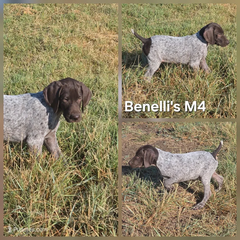 Benelli's M4 – German Shorthaired Pointer puppy for sale in San Angelo, TX